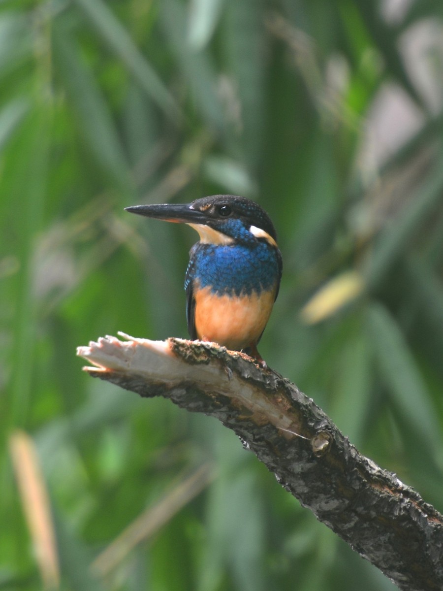 Javan Blue-banded Kingfisher - Dirk Tomsa