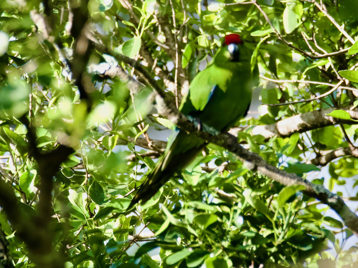 Norfolk Island Parakeet - ML613792831