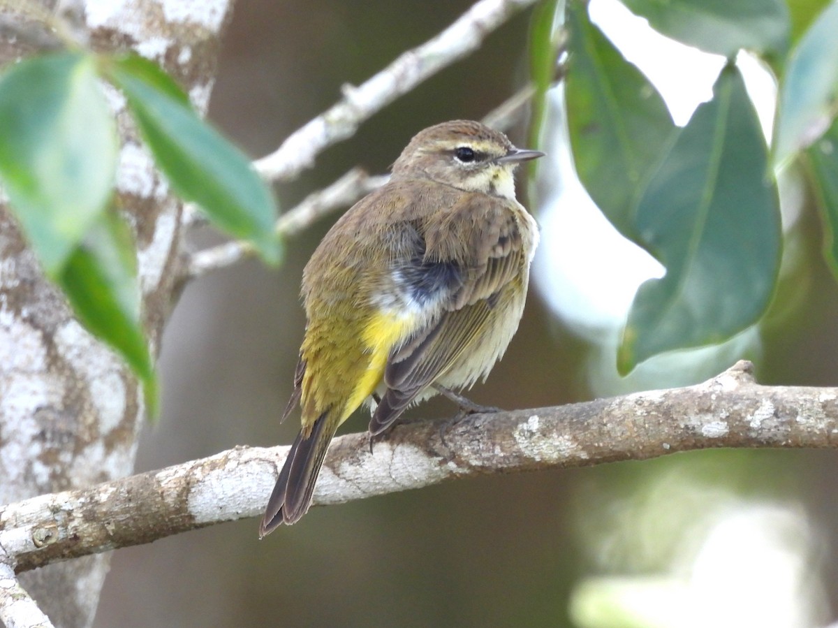 Palm Warbler - Jenny Young