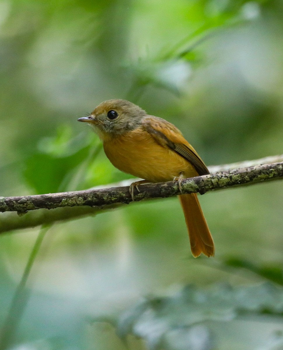 Ruddy-tailed Flycatcher - Isaias Morataya