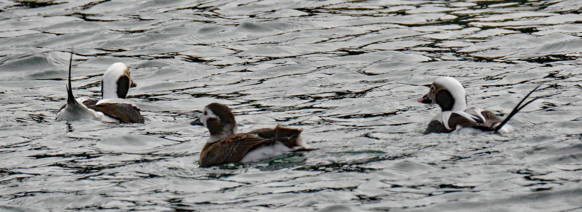 Long-tailed Duck - ML613792996