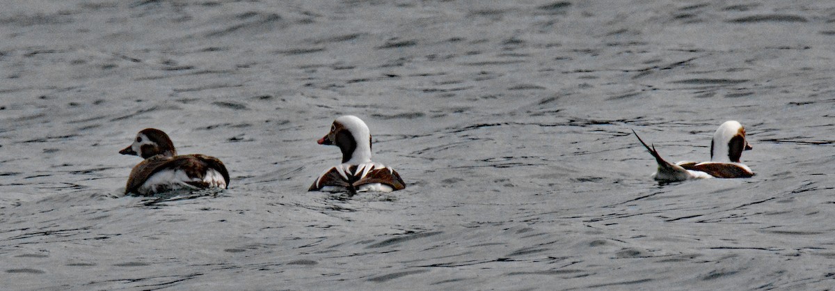 Long-tailed Duck - ML613792997