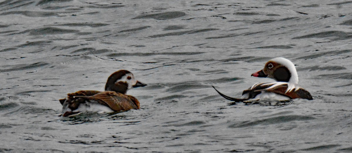 Long-tailed Duck - ML613792998