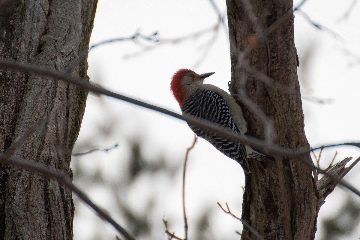 Red-bellied Woodpecker - ML613793151