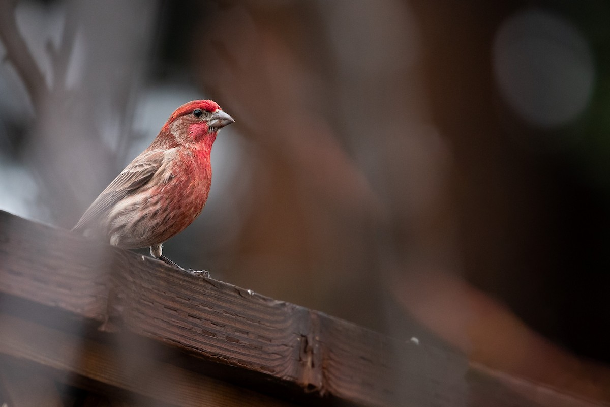 House Finch (Common) - ML613793221
