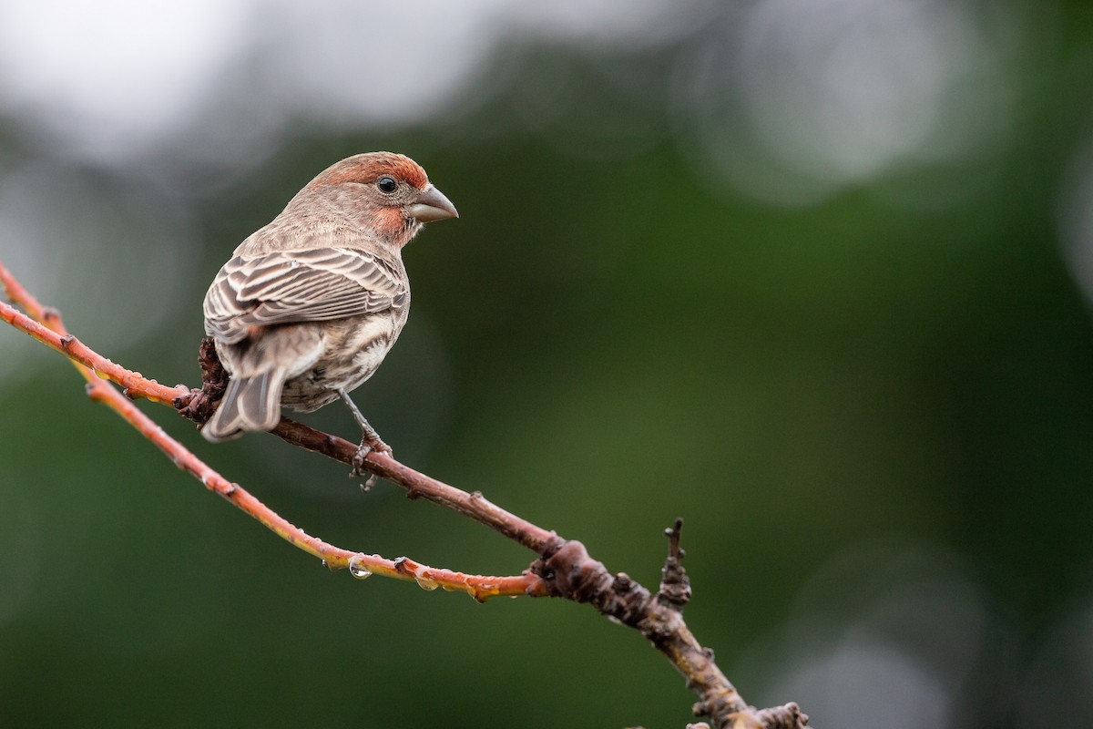 House Finch (Common) - ML613793223