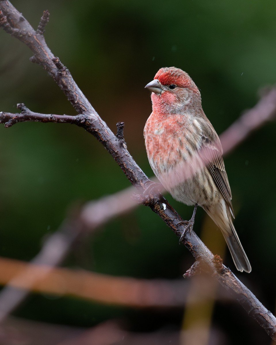 House Finch (Common) - ML613793224