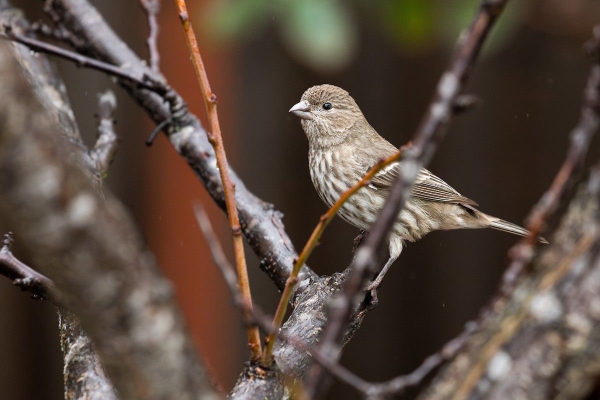 House Finch (Common) - ML613793226