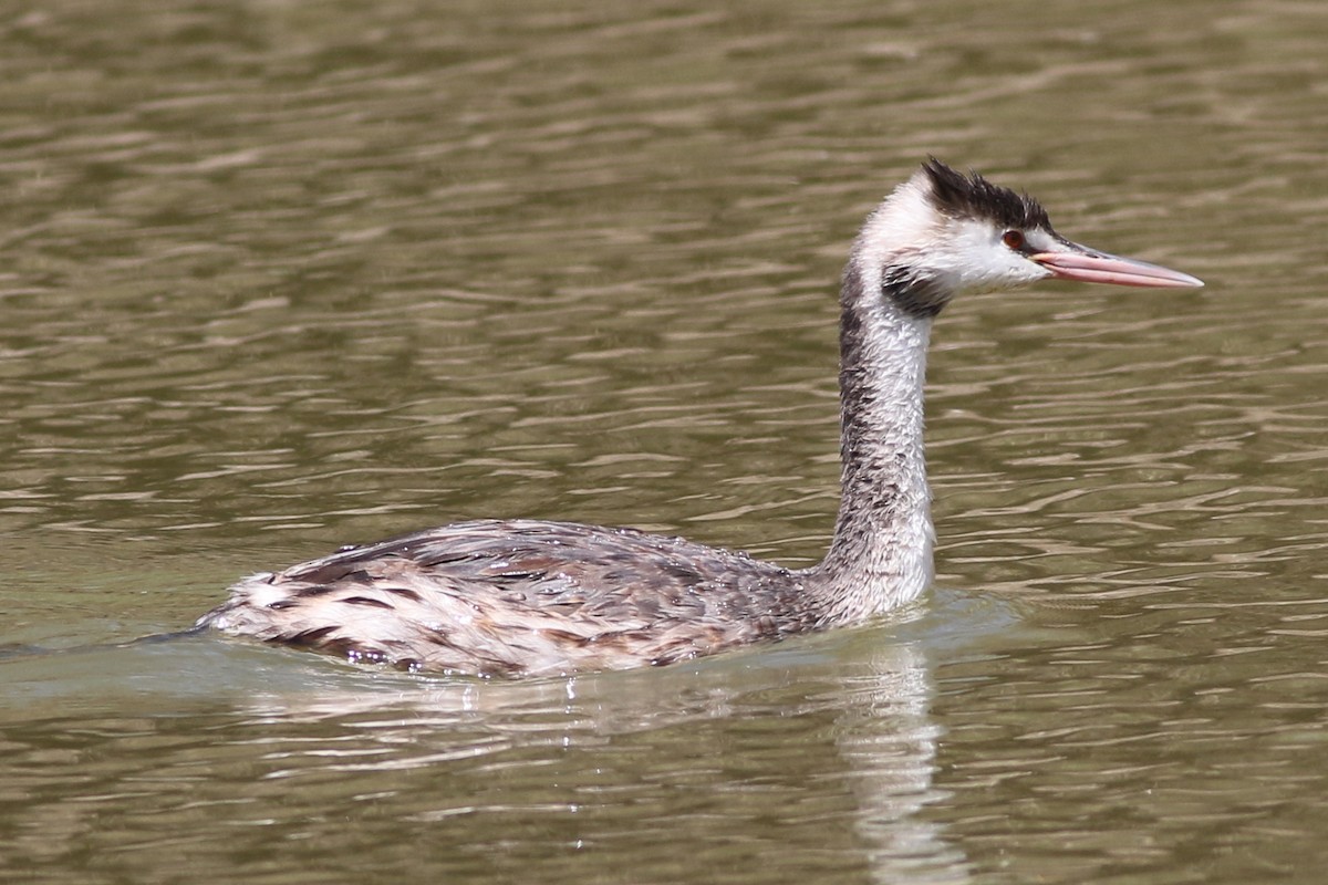 Great Crested Grebe - ML613793457