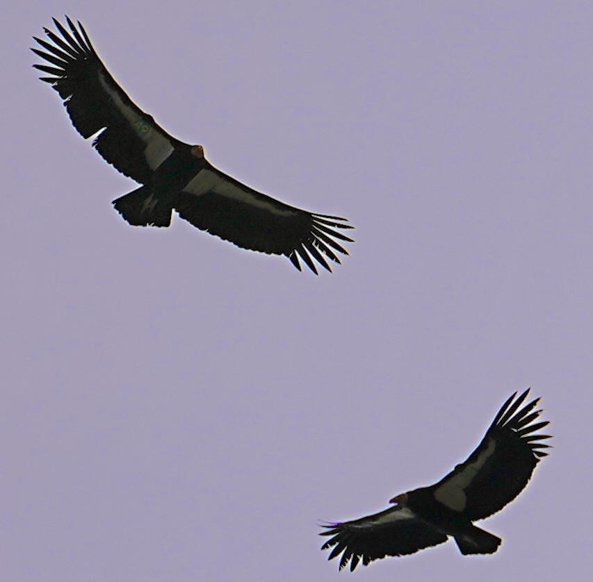 eBird Checklist - 20 Jan 2024 - Bitter Creek NWR - 17 species