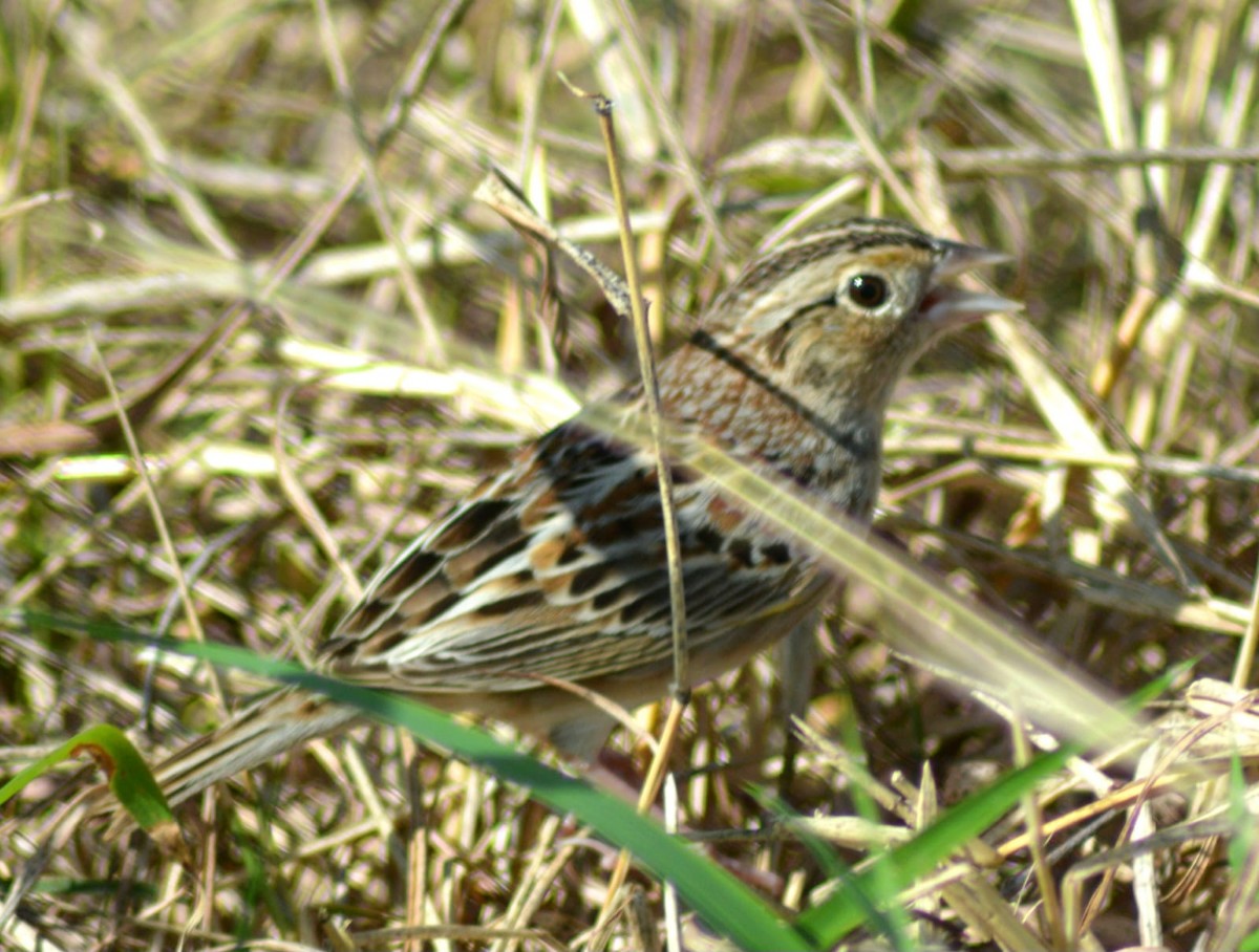 Grasshopper Sparrow - Rene Salvador Mena Guzman