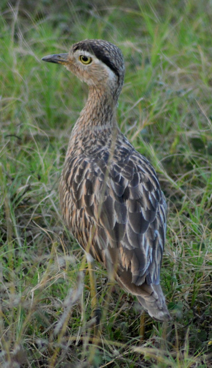 Double-striped Thick-knee - ML613793676