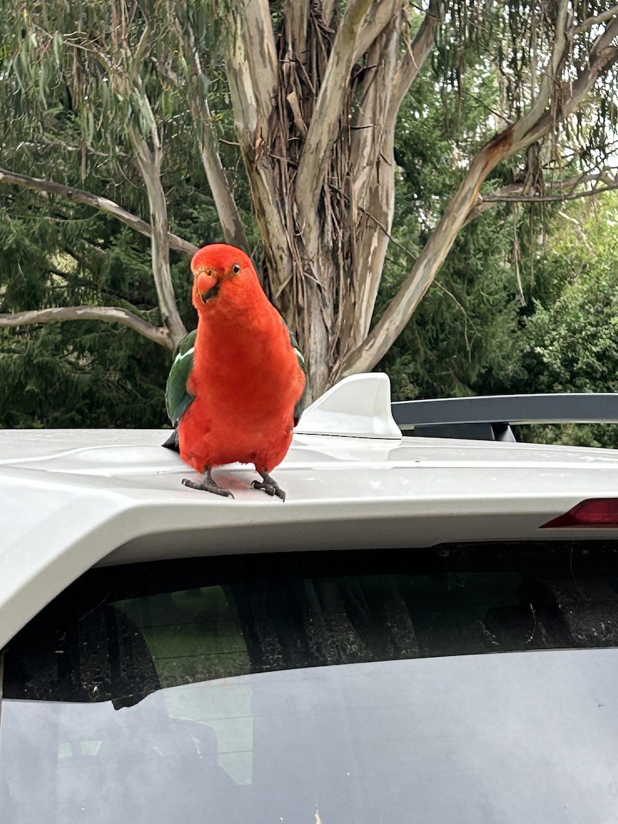 Australian King-Parrot - ML613793950