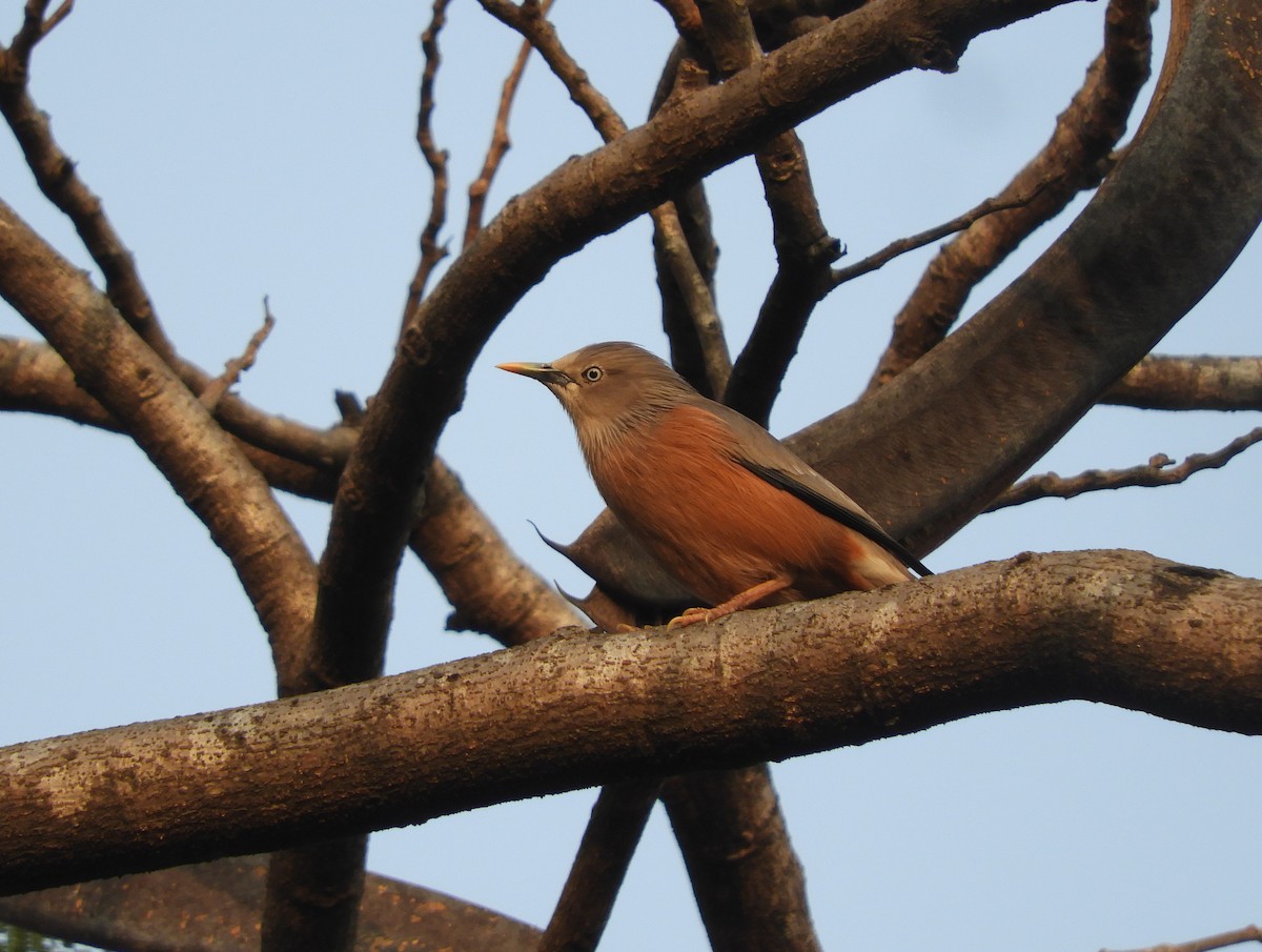 Chestnut-tailed Starling - ML613794043