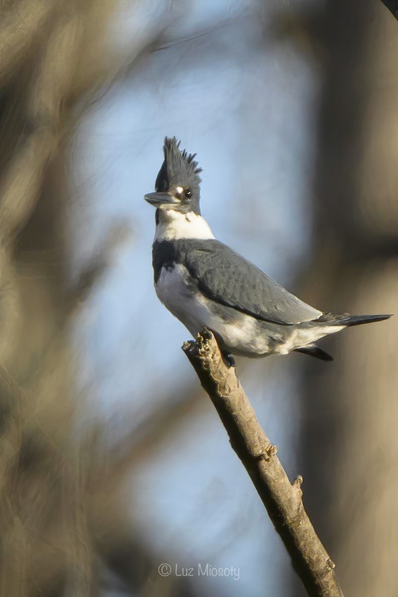 Belted Kingfisher - ML613794061