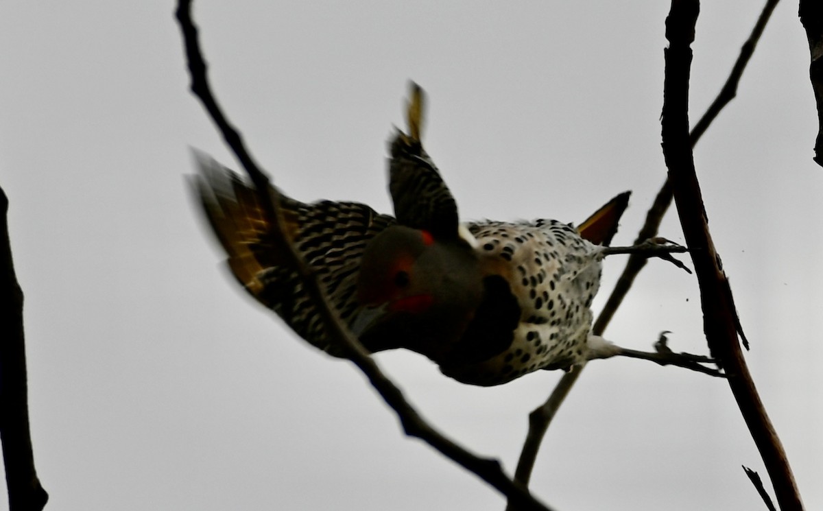 Northern Flicker (Yellow-shafted x Red-shafted) - ML613794096