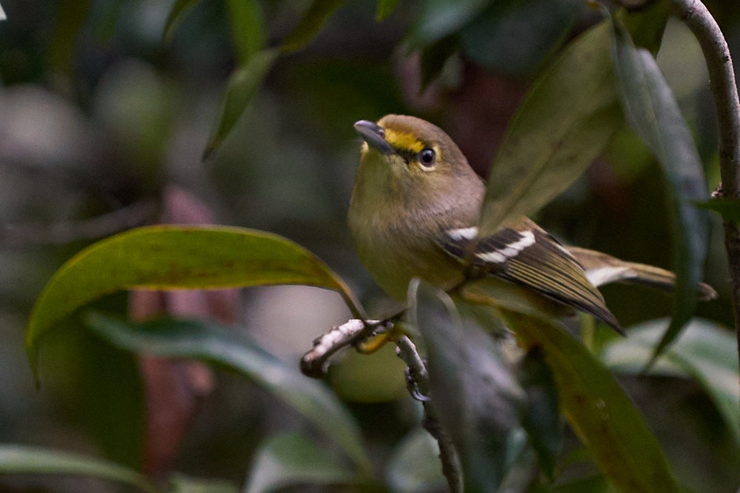 Thick-billed Vireo - ML613794097