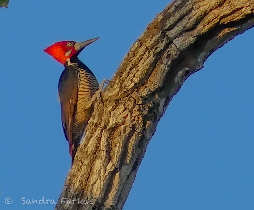 Crimson-crested Woodpecker - Sandra Farkas