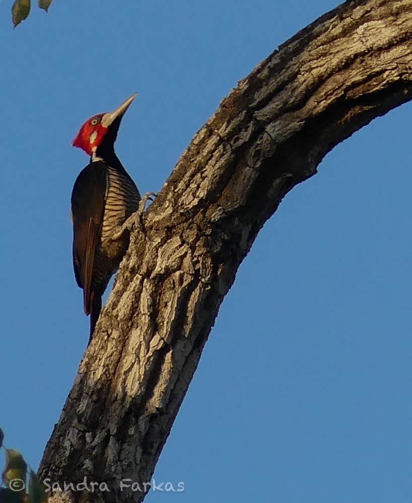 Crimson-crested Woodpecker - Sandra Farkas