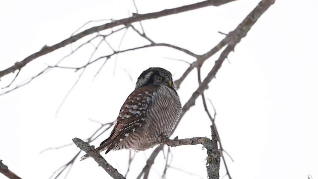 Northern Hawk Owl - ML613794328