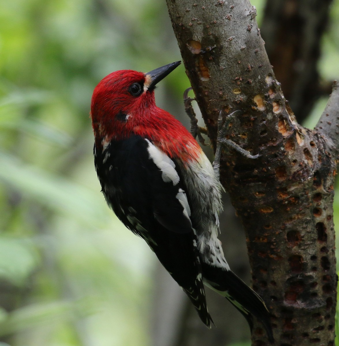 Red-breasted Sapsucker - ML613794418