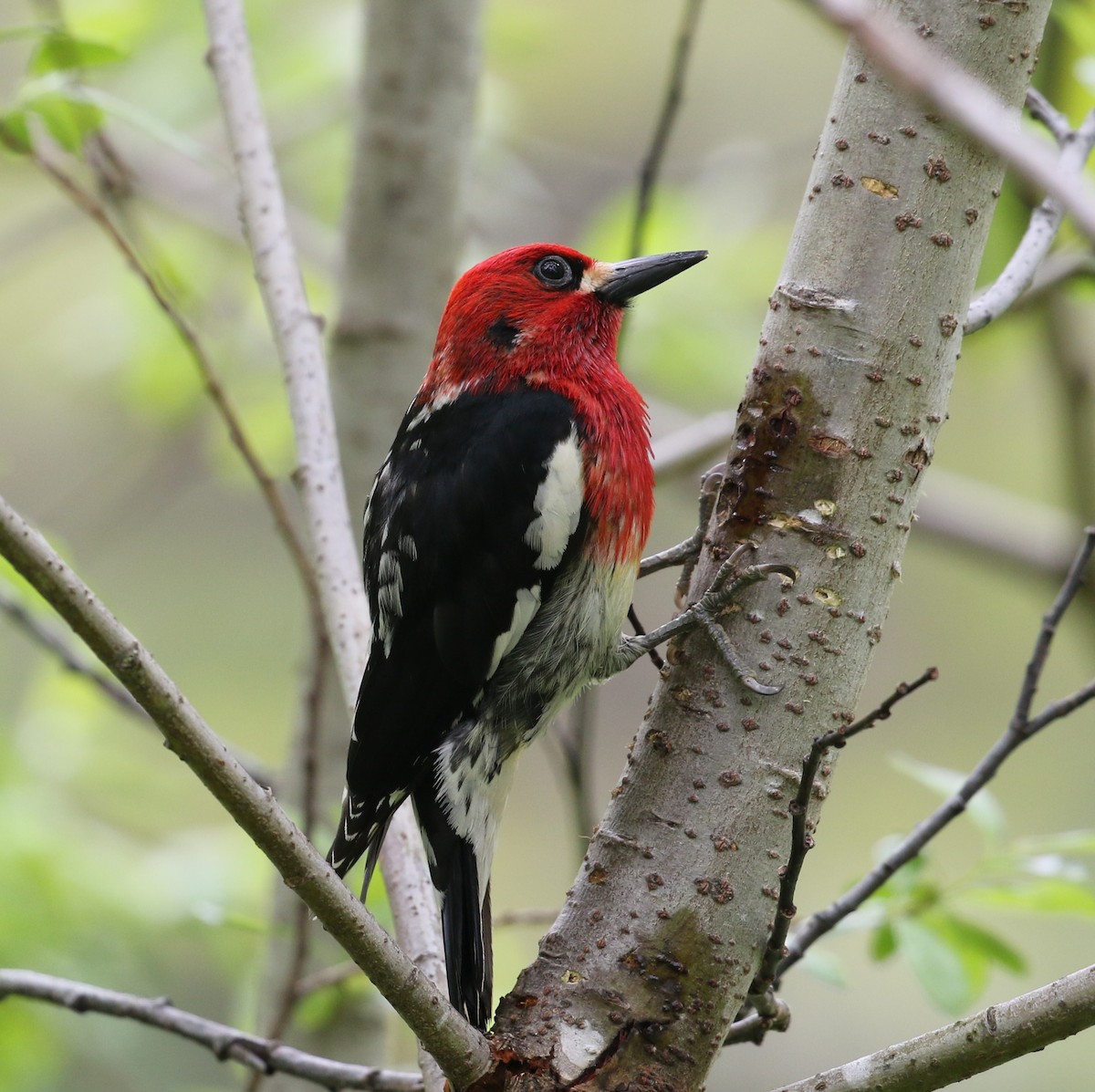 Red-breasted Sapsucker - ML613794419