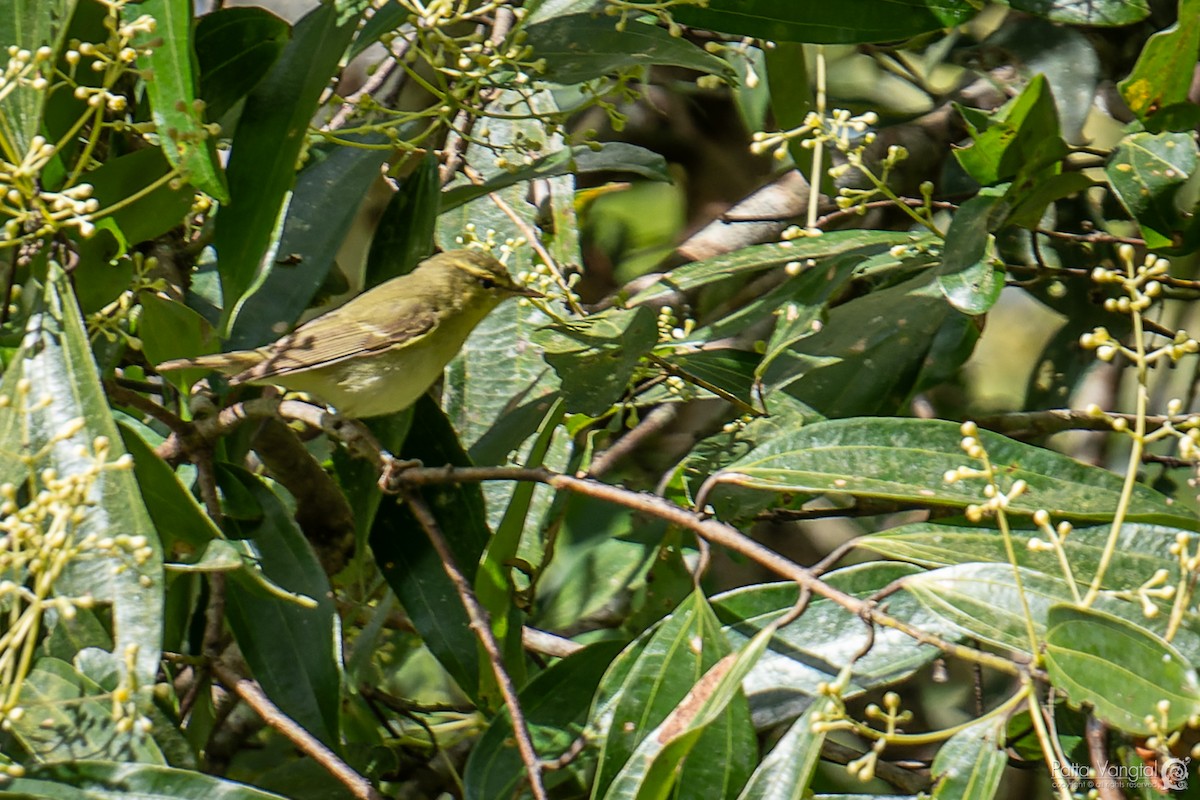Green Warbler - Pattaraporn Vangtal