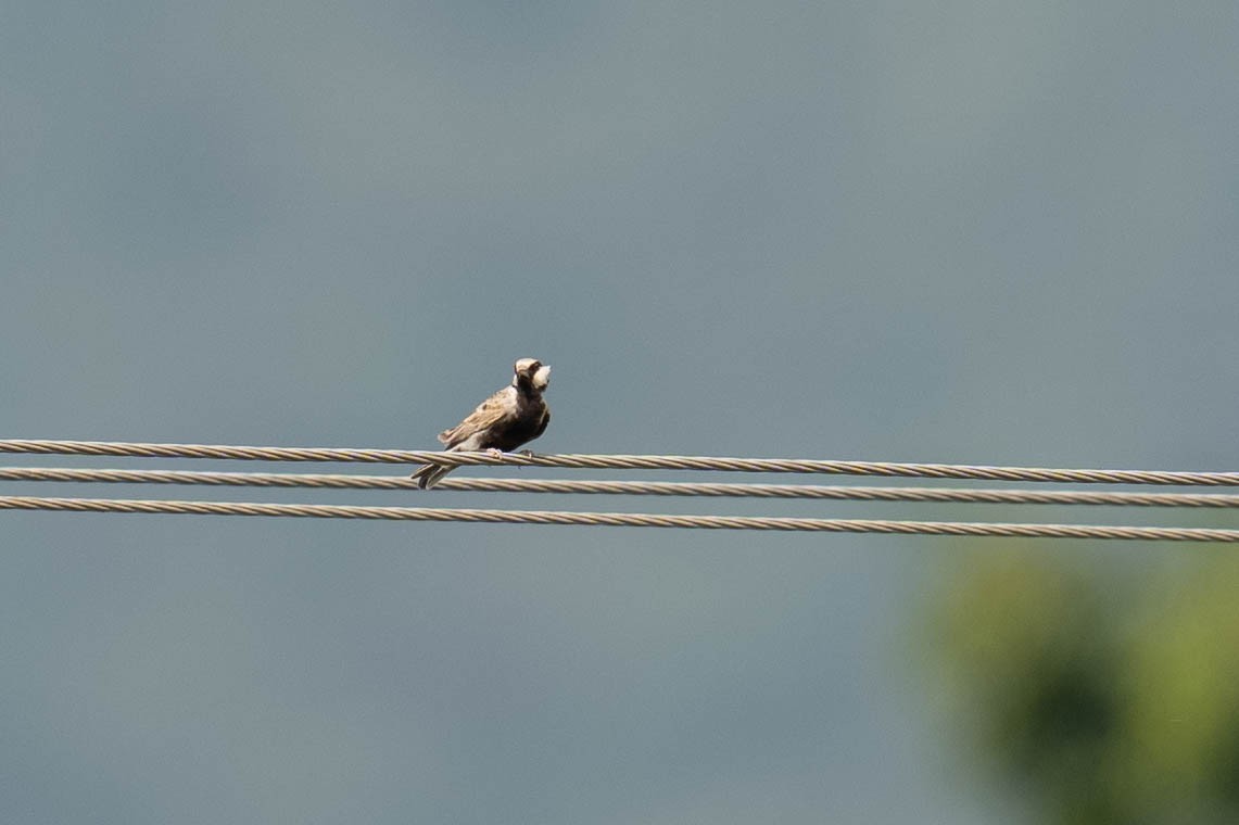 Ashy-crowned Sparrow-Lark - ML613794469