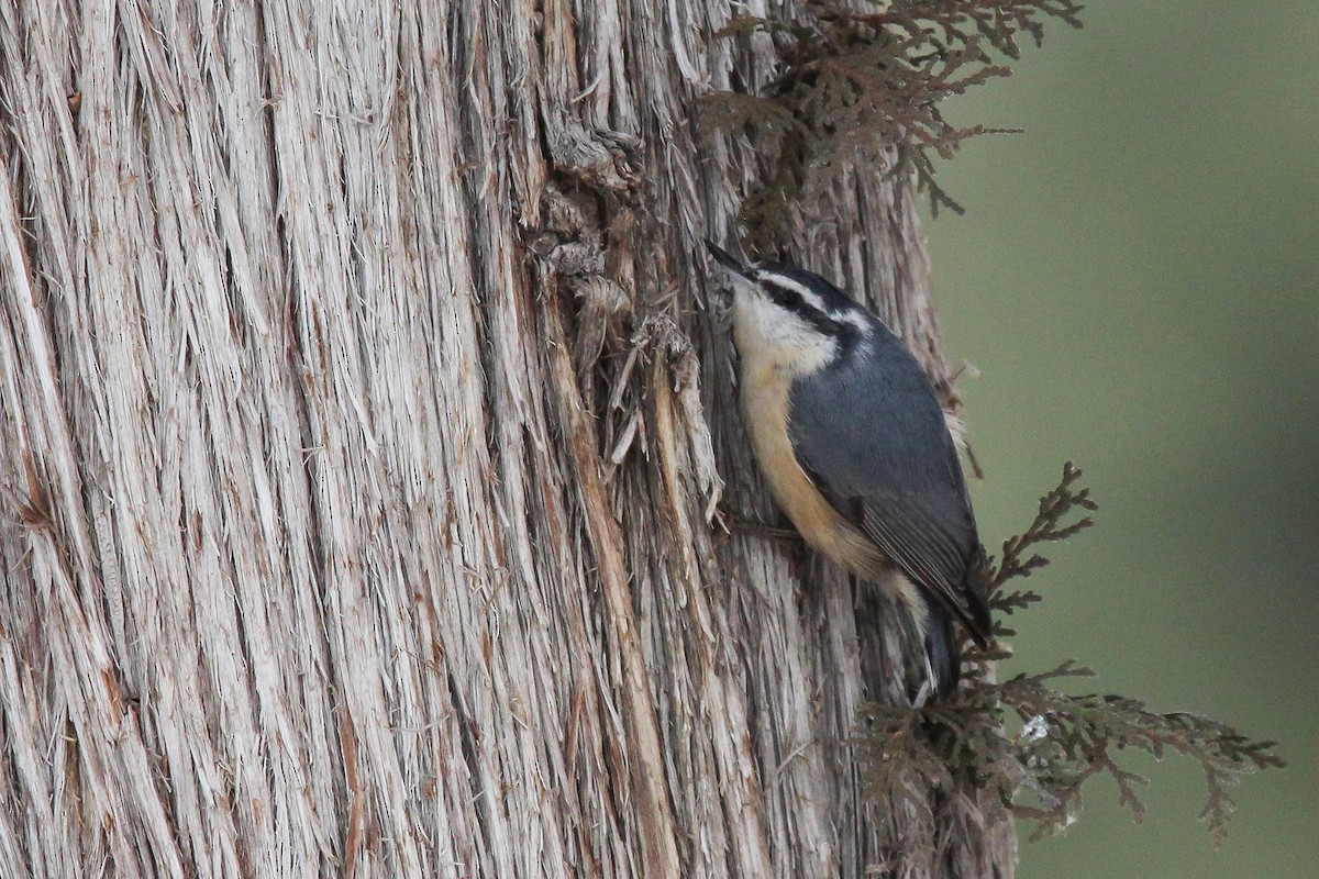 Red-breasted Nuthatch - ML613794963
