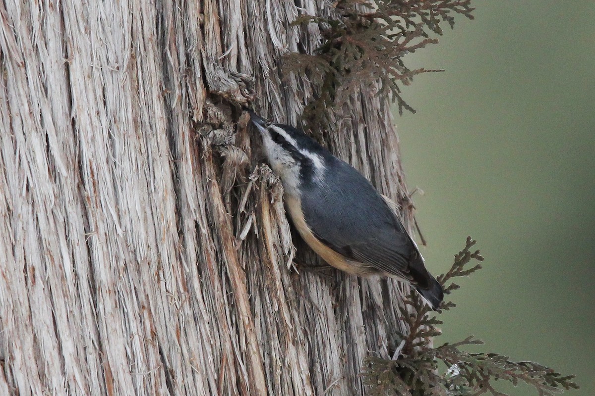 Red-breasted Nuthatch - ML613794970
