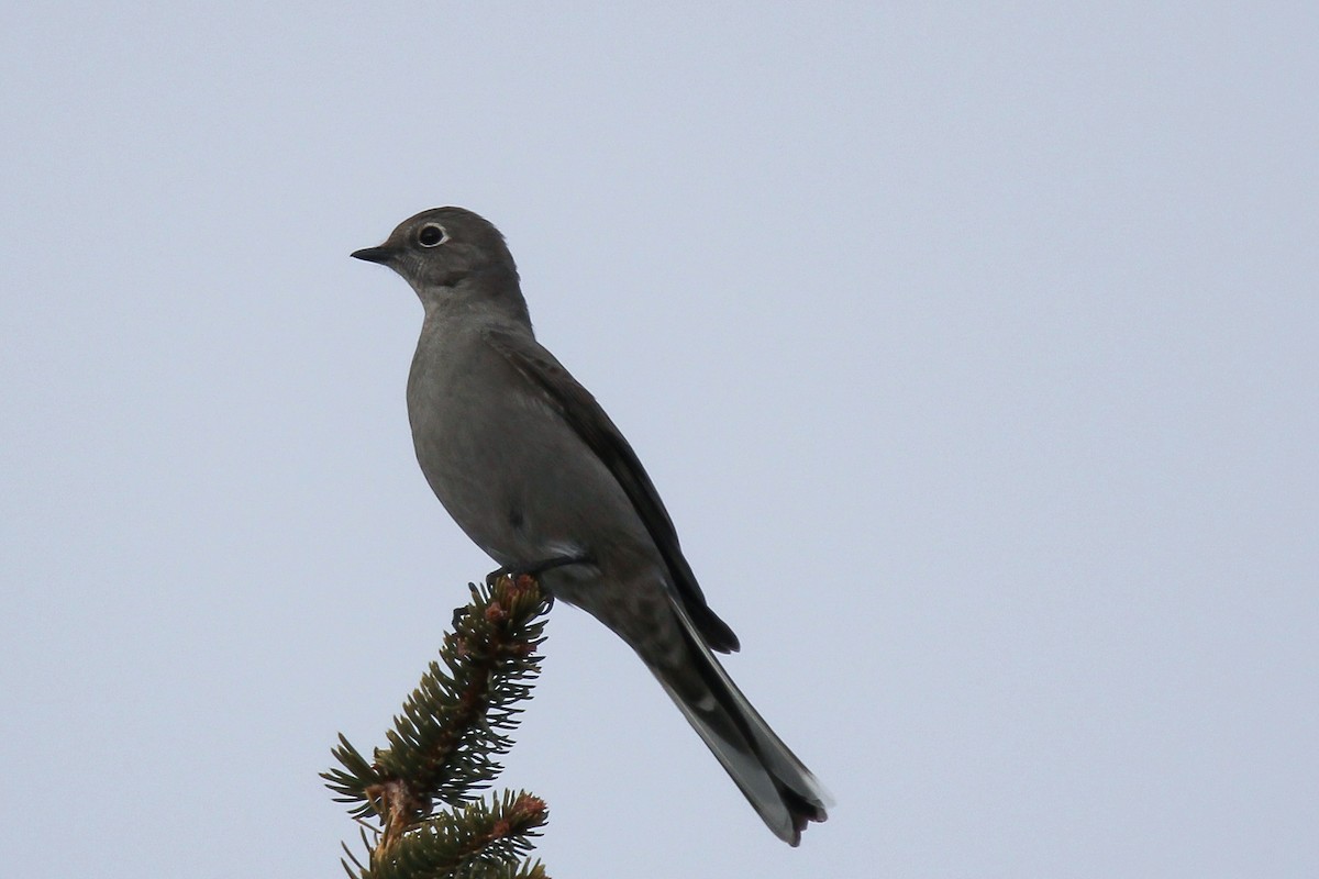 Townsend's Solitaire - ML613794995