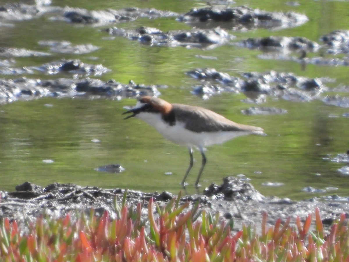 Red-capped Plover - ML613795090