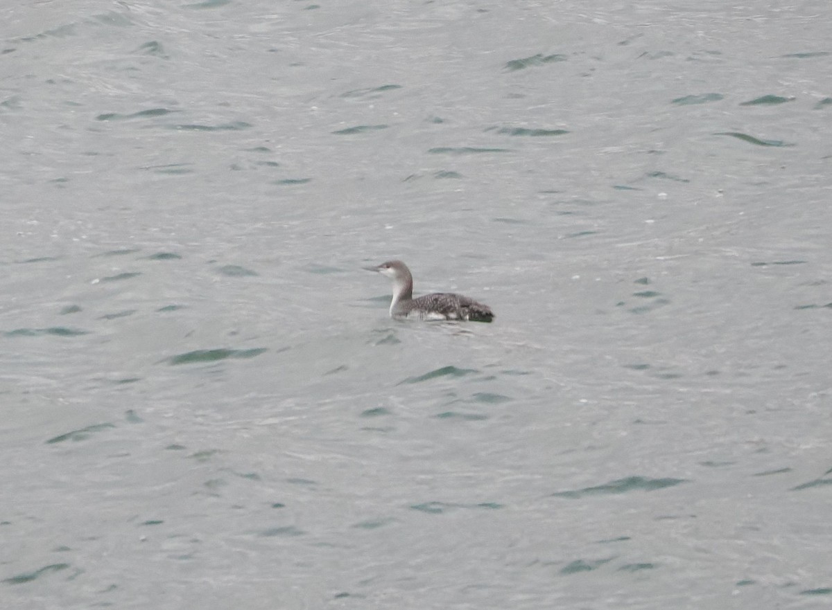 Red-throated Loon - ML613795152