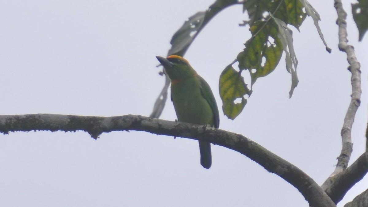 Flame-fronted Barbet - Dirk Tomsa