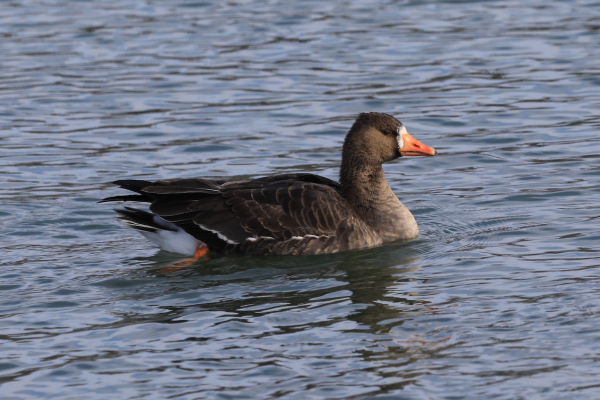 Greater White-fronted Goose - ML613795285