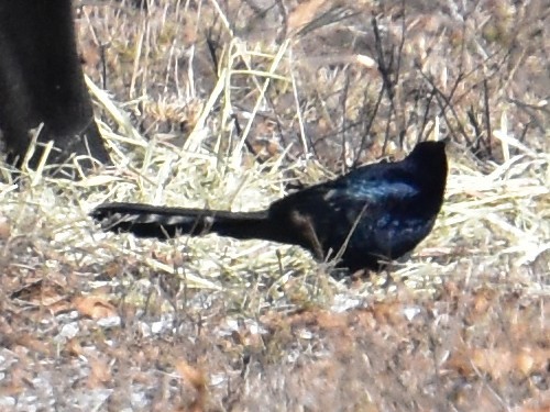 Great-tailed Grackle - ML613795755