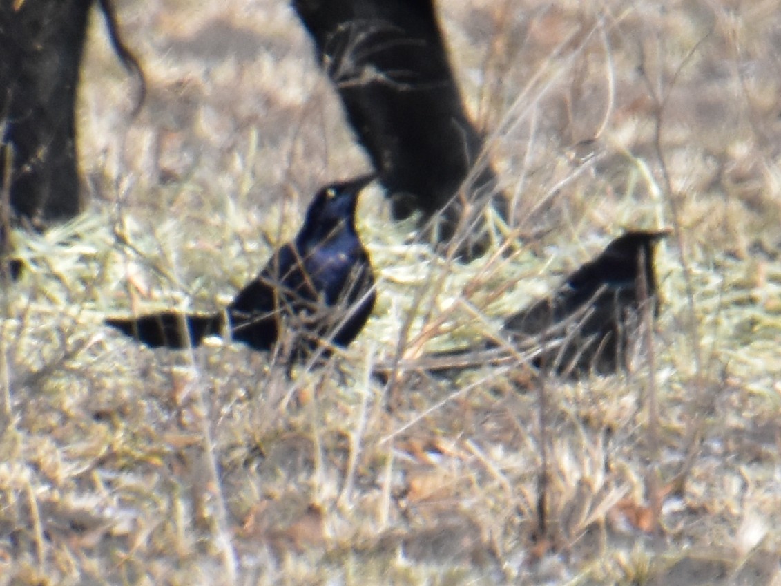 Great-tailed Grackle - ML613795756