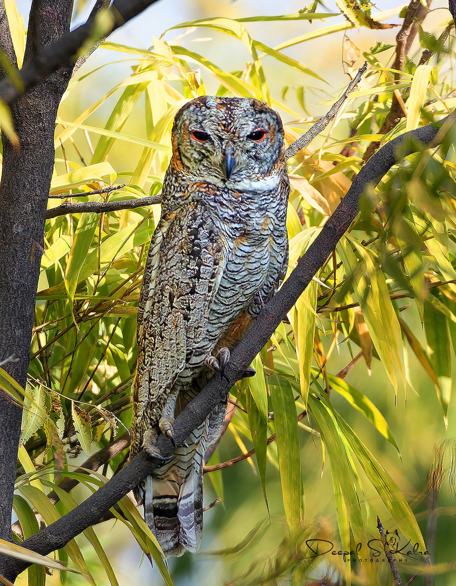 Mottled Wood-Owl - Deepal Kalra
