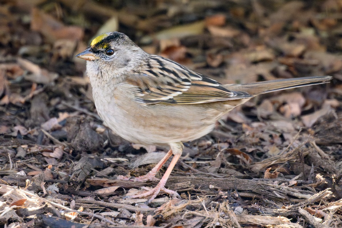 Golden-crowned Sparrow - ML613796025