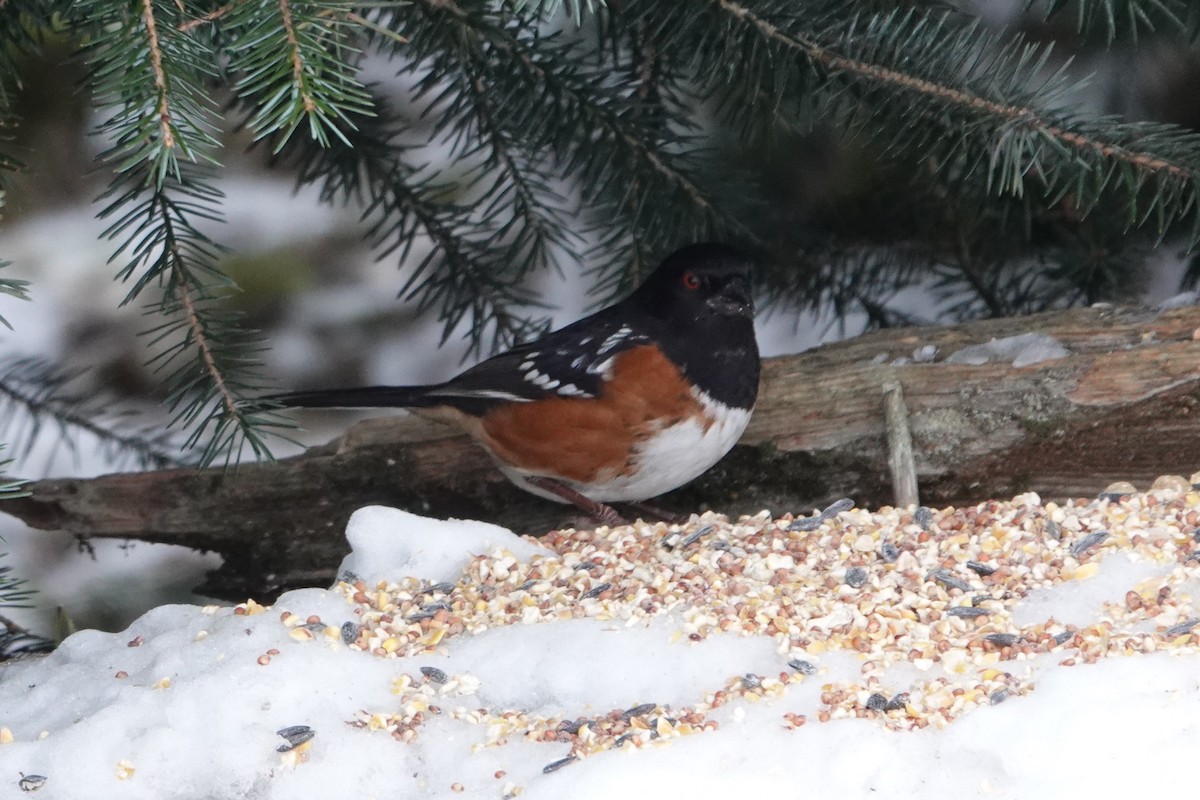 Spotted Towhee - ML613796199