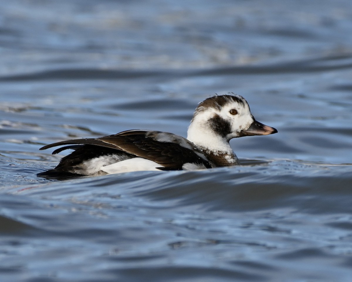 Long-tailed Duck - ML613796315