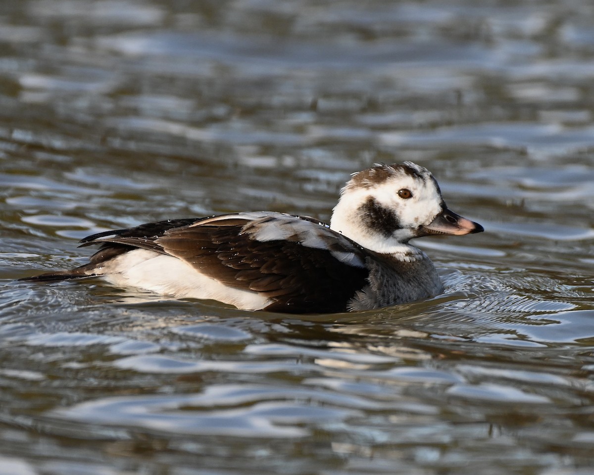 Long-tailed Duck - ML613796317