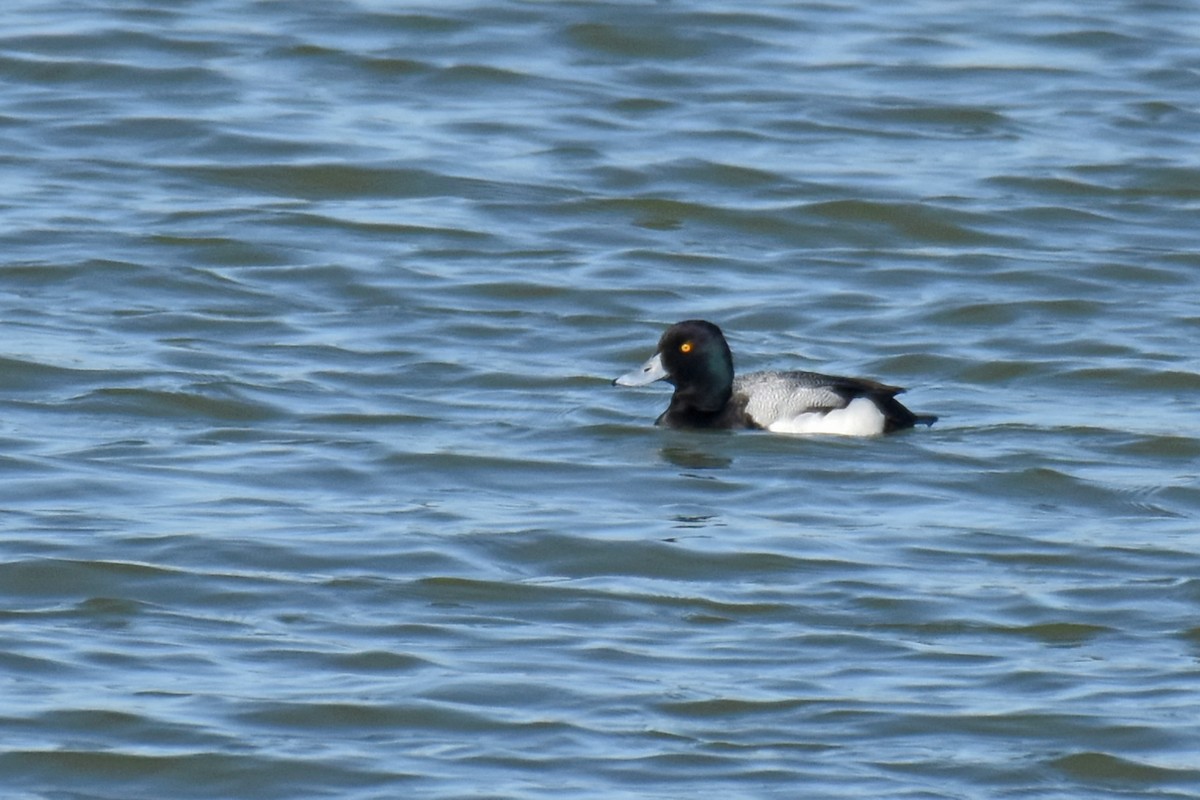 Greater Scaup - ML613796388