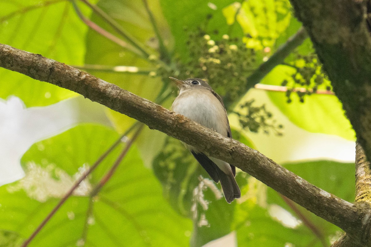 Brown-breasted Flycatcher - ML613796533