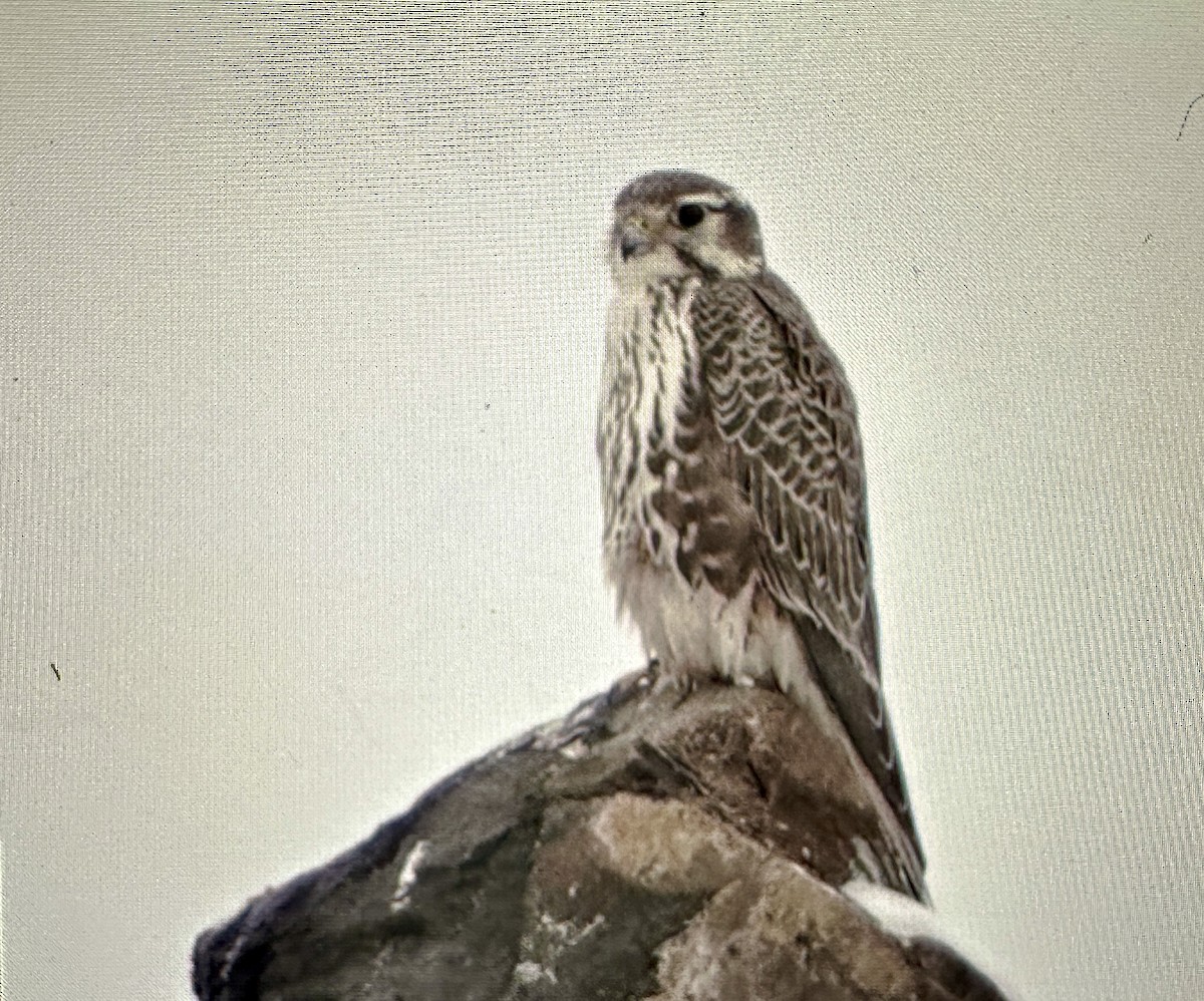 Prairie Falcon - Darchelle Worley