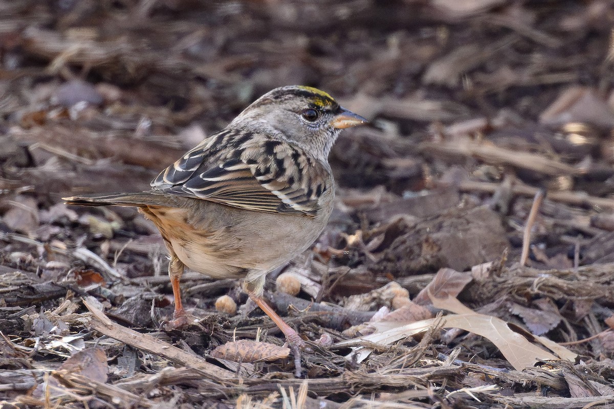 Golden-crowned Sparrow - ML613797070