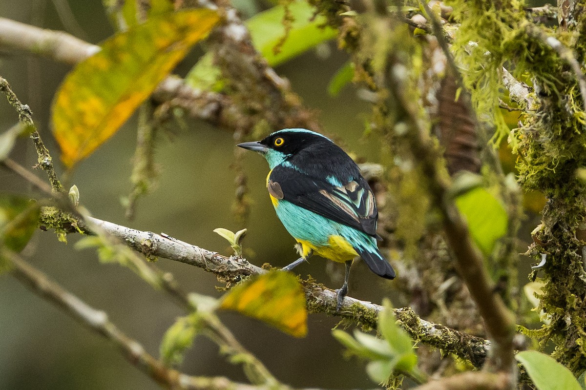 Black-faced Dacnis (Yellow-tufted) - Stephen Wittkamp