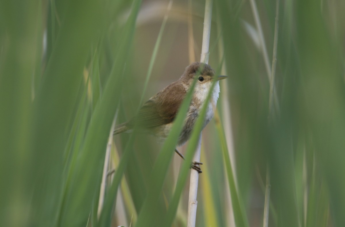 Common Reed Warbler (African) - ML613797522