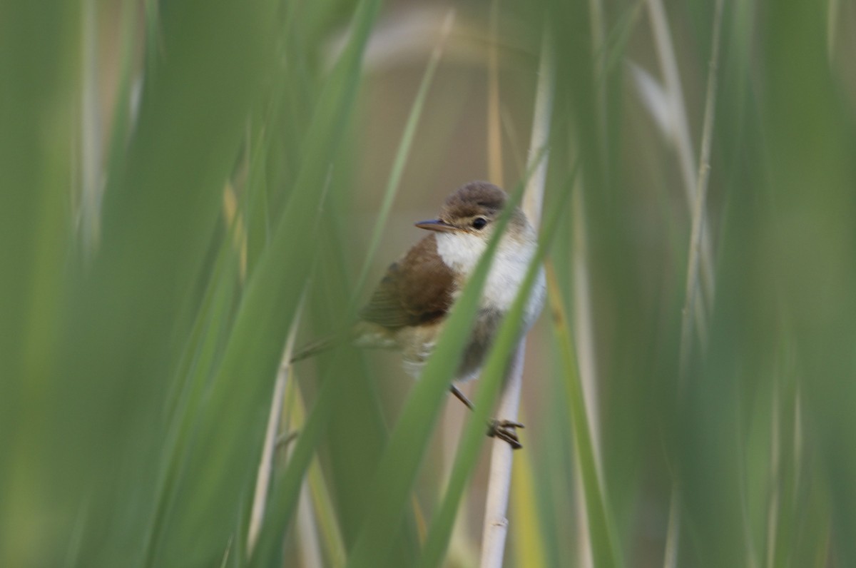 Common Reed Warbler (African) - ML613797523