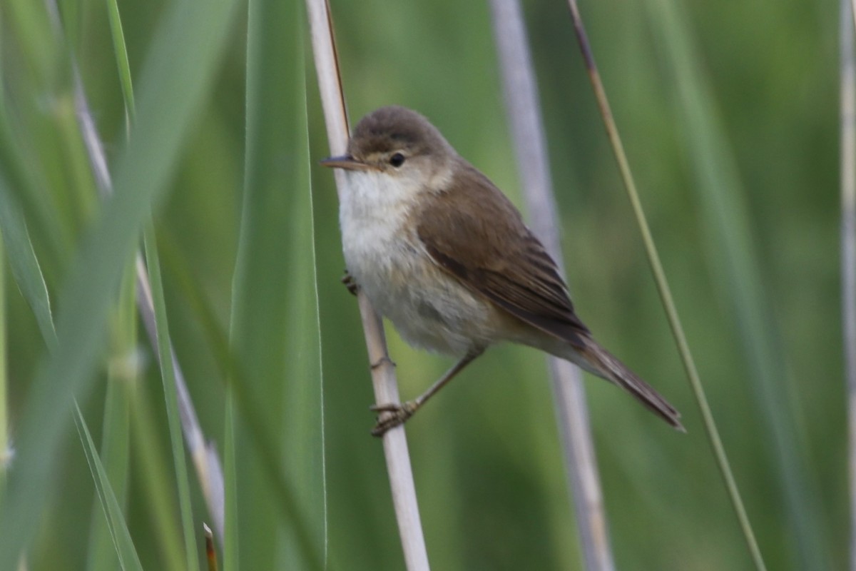 Common Reed Warbler (African) - ML613797524
